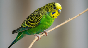 Pet Parrot Species