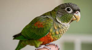 Senegal parrot socialization
