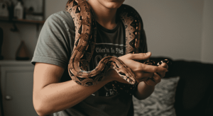 Handling pet boa constrictor