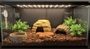 Corn Snake Pet Enclosure