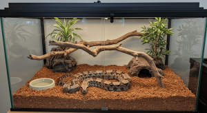 Pet Boa Constrictor Habitat