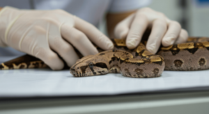 Health Issues of Pet Boa Constrictors