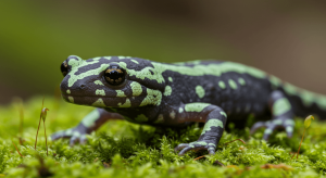 Marbled Salamander