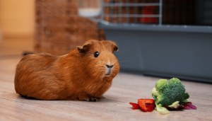 capybara pet eating grass capybara pet eating vegetables