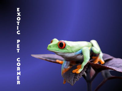 exotic pet corner sidebar image